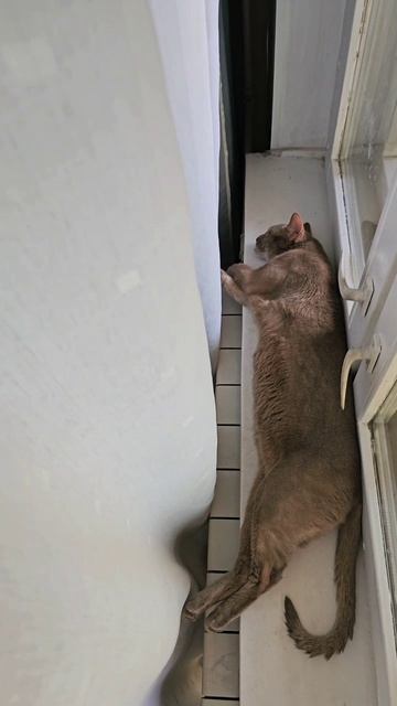 Я не лежу - это упражнение такое, от живота #смешнойкот #cat