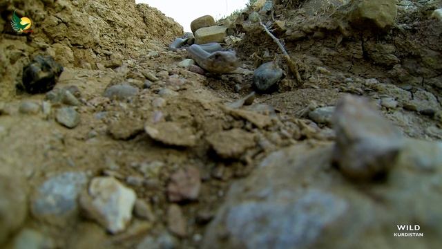 WILD ... Snake Coluber r.Ravergieri..بۆرهماری دێمی ..عائلة الثعابین حنش