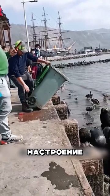 Самые воспитанные дикие львы_