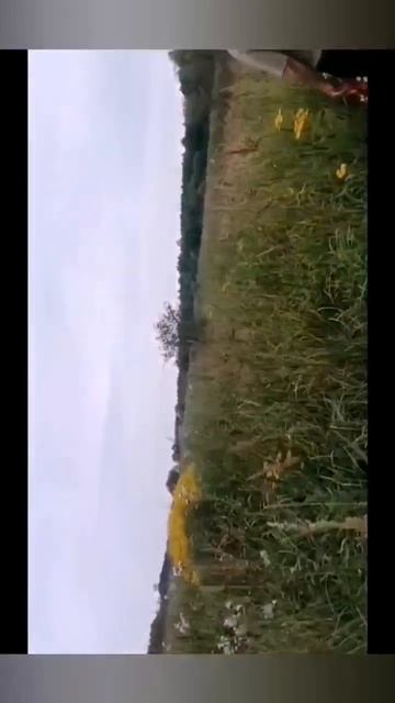 Приехали в деревню. #деревня #природа #пауки