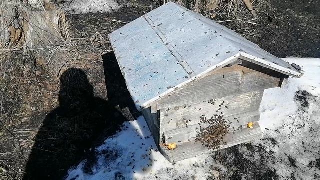 Выстовляем пчёл. Весна 2025.Начало пчеловод ногой сезона.