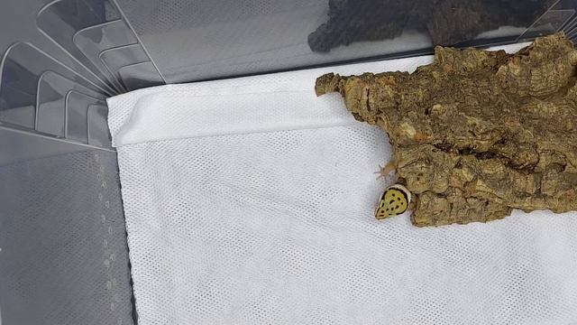 Eublefar lamparci - Gekon lamparci PODSTAWY HODOWLI😍🦎❗