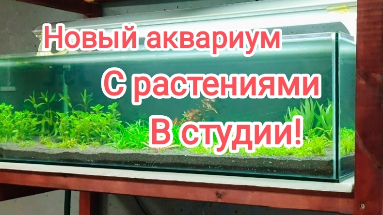 Запустил новый аквариум травник в Студии и сделал аквариум для продажи растений!