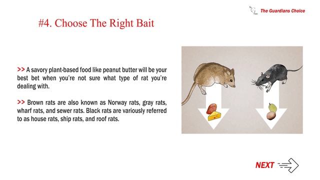 How to Attract Rats | The Best Ways to Lure & Trap Them | The Guardian's Choice