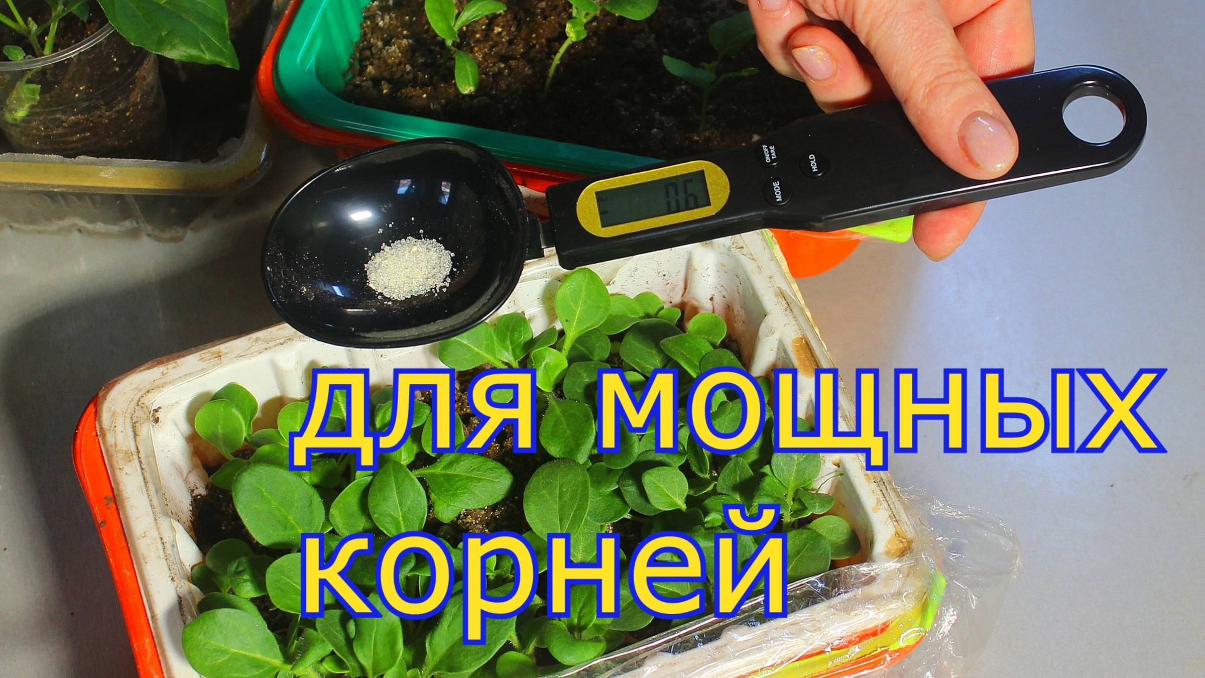 Секреты ухода за рассадой: применение гетероауксина