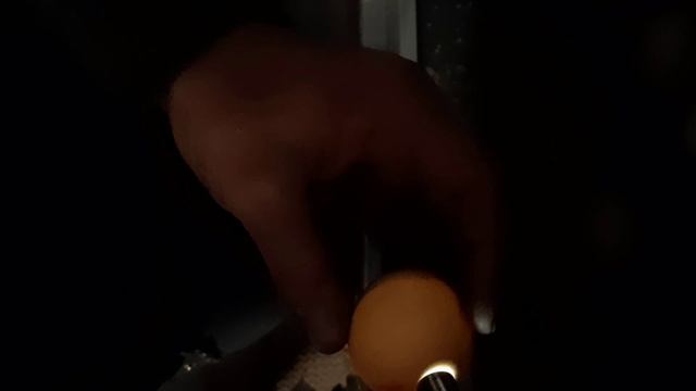 Инкубация бройлера, результаты вывода.
