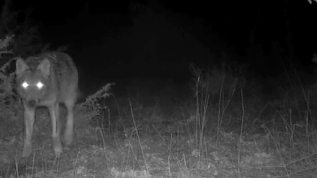 Видео фотоловушки 🐺🐺🐺