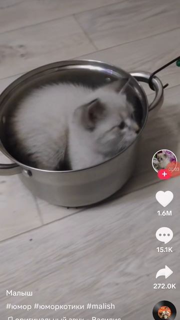 Мой кот едет на чили