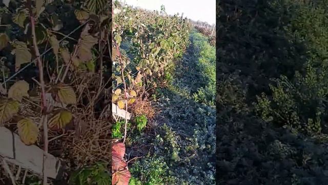 Малина і заморозки або який зараз урожай на господарстві