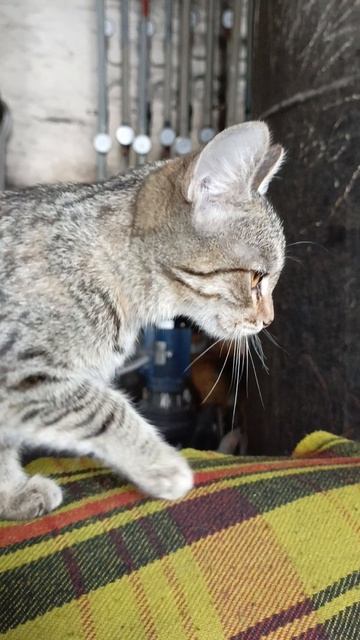 1000017091.mp4 Котик на работе.