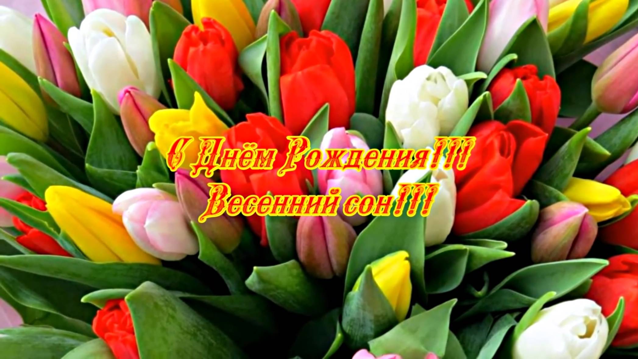 С Днём Рождения!!! Весенний сон 1!!! Музыкальная открытка от Киностудии Мудрого Кота Тимофея!