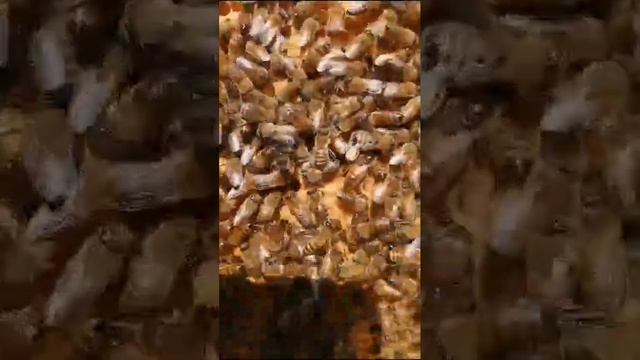 пчелы Узбекистан 2