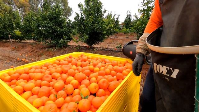BEST MANDARINE 🍊FARM AUSTRALIA 2021 VLOG (FRUITPICKING) i did 6BIN   WORLD RECORD