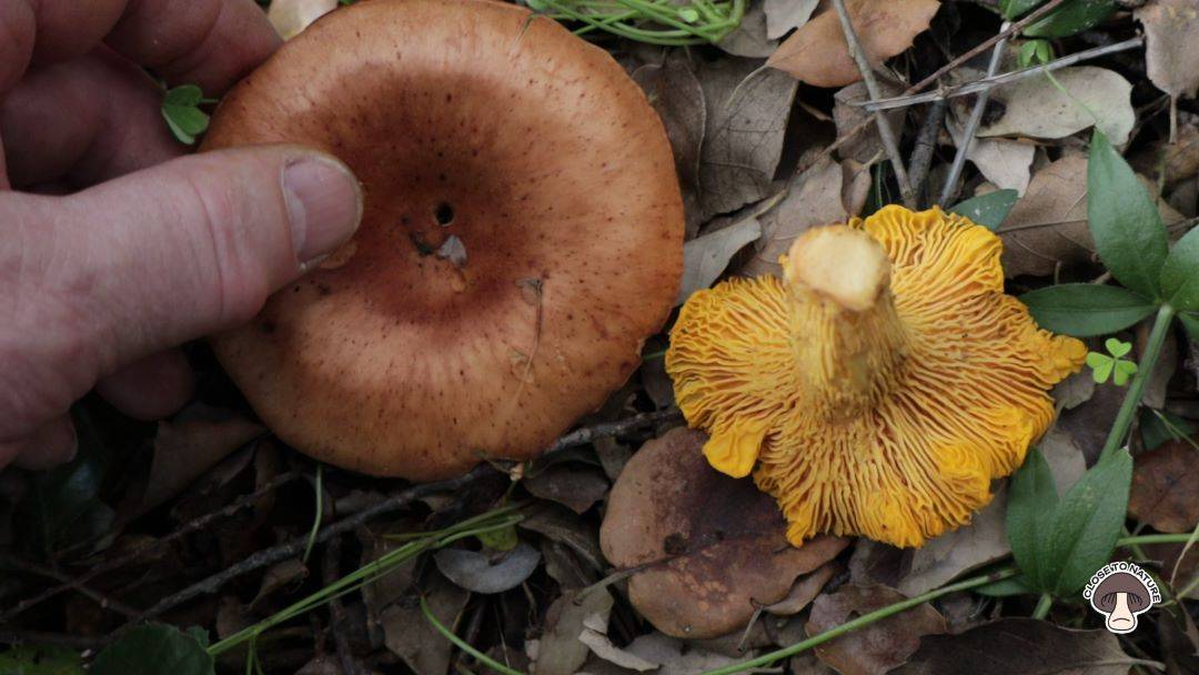 Тихая охота в начале марта..Mushrooms picking in early March.