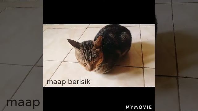 SIONET EUMPUS KUCING MANIS KESAYANGANKU