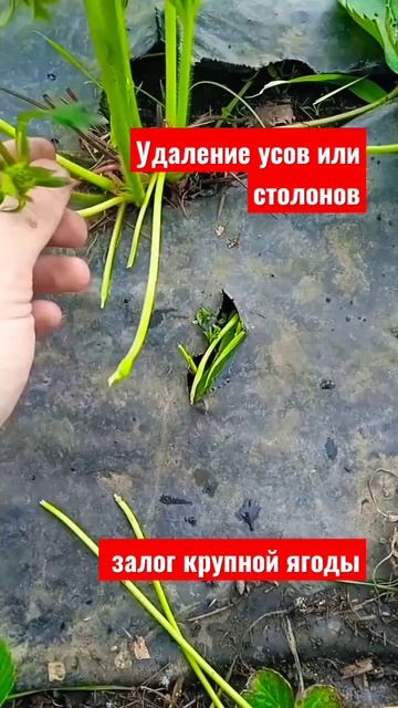 Сделайте это, для крупной клубники #клубника #сельскоехозяйство #выращиваниеклубники #агротехника