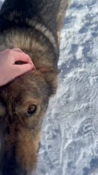 Верный, которому в драке сняли скальп сородичи, восстановился и ищет дом.