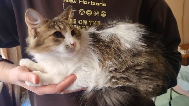 Котенок ищет дом