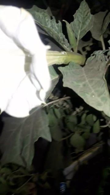 night blooming flowering plant dhatura