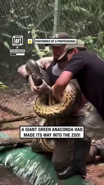 Ловля анаконды руками