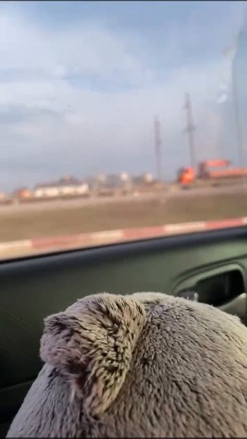 VID-20250314-WA0009.mp4
