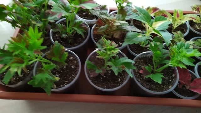 VID_20250316_115953.mp4