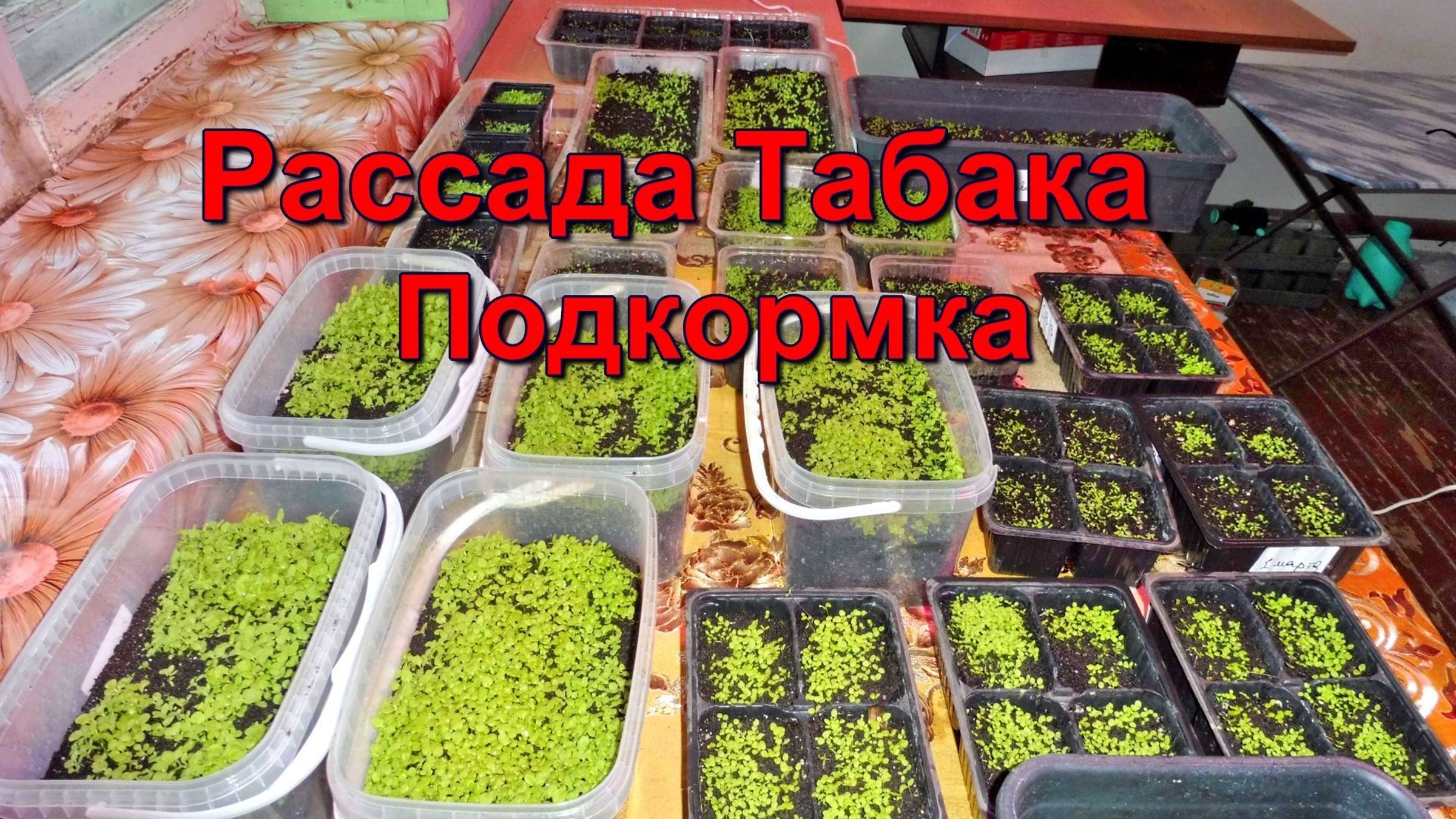 Табаководство: Подкормка Рассады  - как, чем и почему.