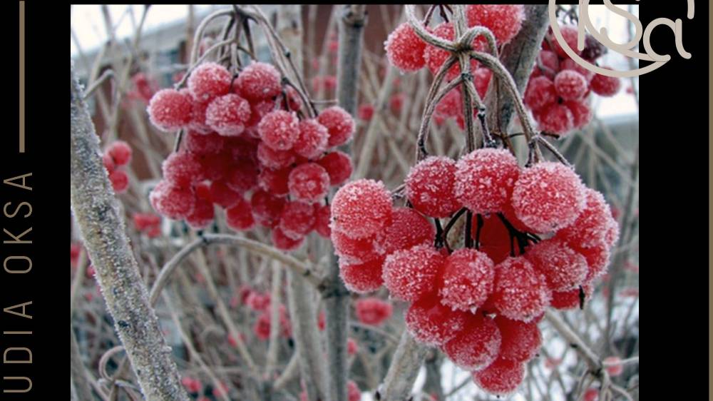 Отшив картинки "Калина"