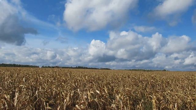 Выращивание кукурузы в Марий Эл