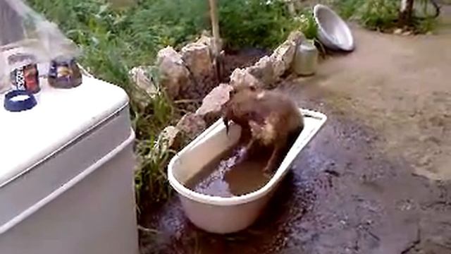 Нырок-водолаз.mp4