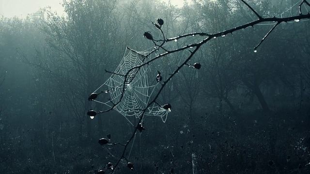 Shape Of Despair - Night's Dew
