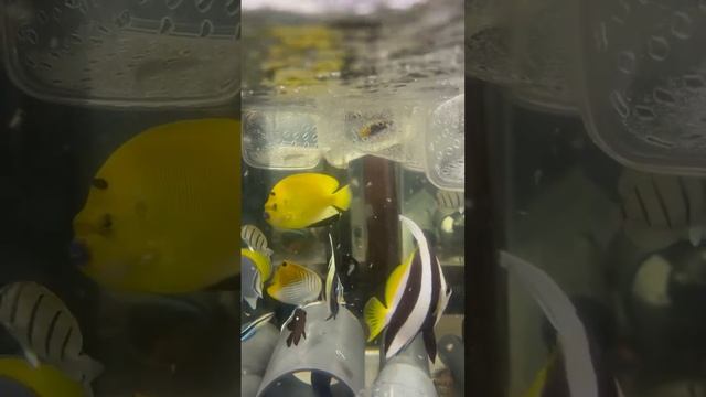"Калипсо Аква"