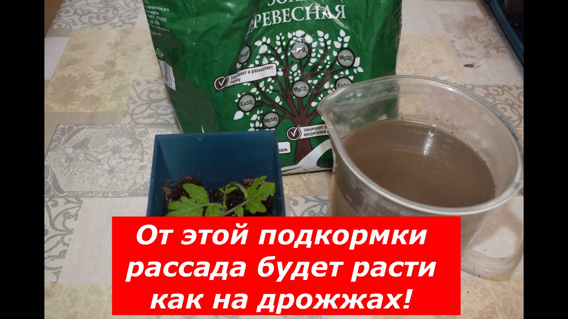 Зачем кормить рассаду томатов золой? #овощи #советы #рассада #зола #томаты