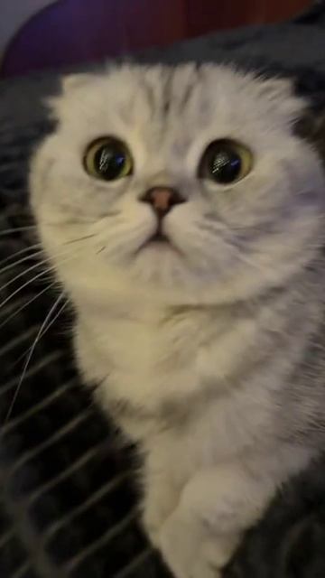 scene_output.mp4