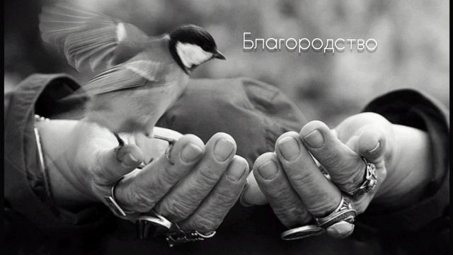 Благородство - vitacompo 2025.mp4