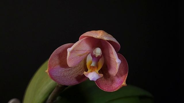 Phalaenopsis Mituo Golden Pink Rose Gold MO581