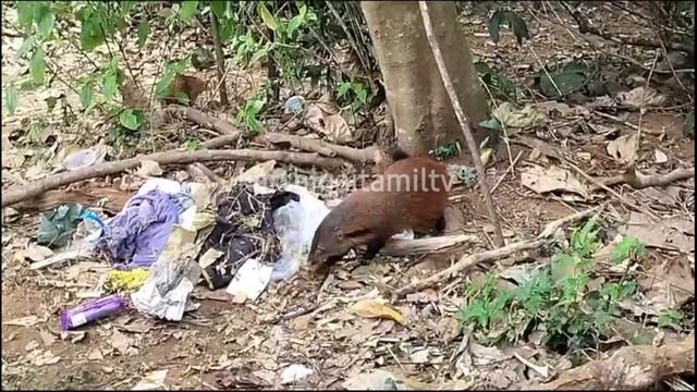 Mongoose  in nature adopt into human | மக்களுடன் கீரிபிள்ளை | karthigaitamiltv |