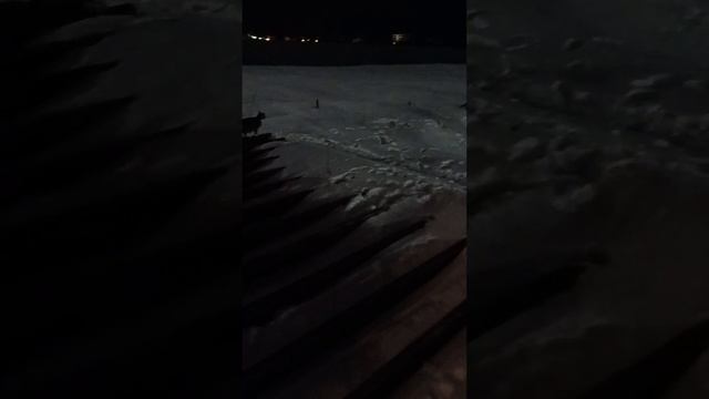отец и сын лесной кот "полевка" и его котенок 11 мес.