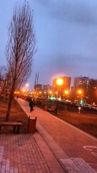 Русский той Дина. Тропа охоты.