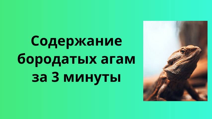 Содержание бородатых агам - всё за 3 минуты