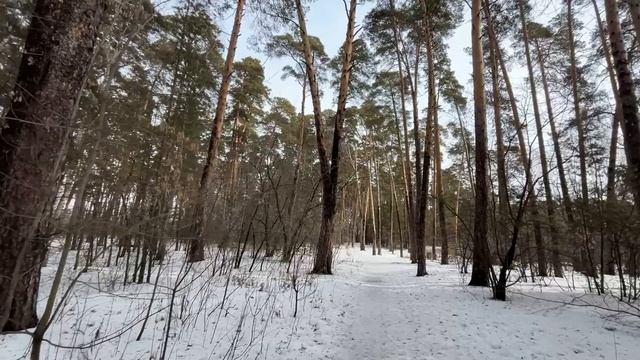 ASMR🌳ЗВУКИ ПРИРОДЫ ШУМ ЛЕСА ПЕНИЕ ПТИЦ❄️Для Сна и Отдыха🌿ТИХИЙ ГОЛОС 16.03.2025