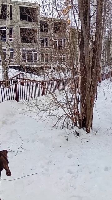 среди каменных джунглей