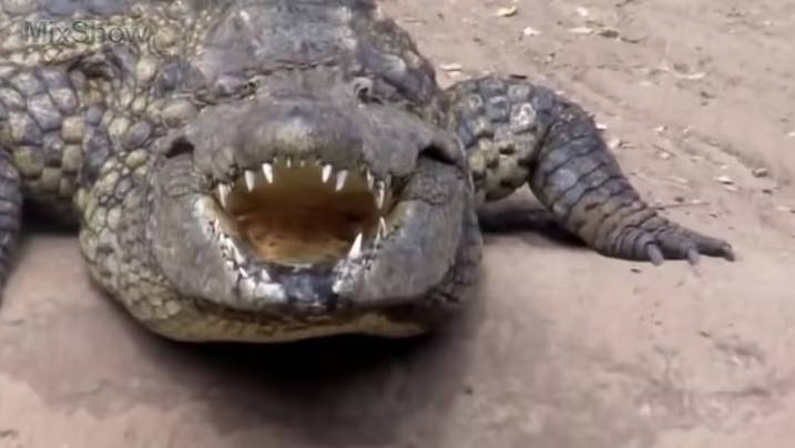 Доисторические животные, живущие в наши дни