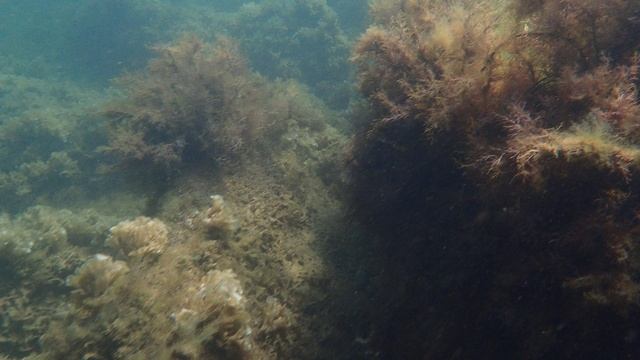 ЧЕРНОЕ МОРЕ. Акулья бухта. Под водой.