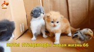 Коты птицеводы со своими подопечными 😹🐈🐈 Новая жизнь – выпуск (66) ❣️🤗😂