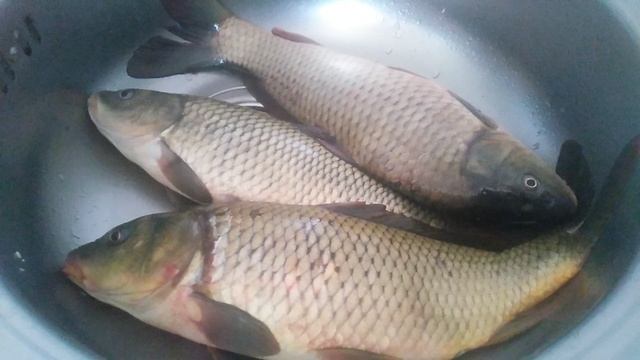 VID_20250314_084051