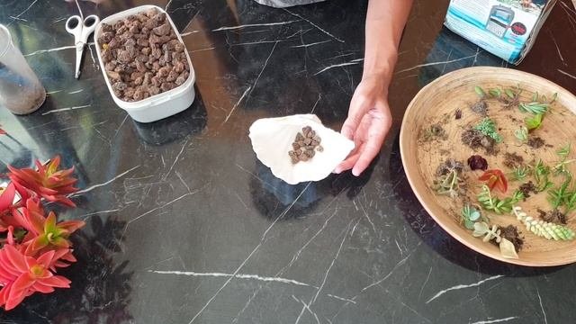 İstiridye Kabuğuna Sukulent Aranjman Yapımı