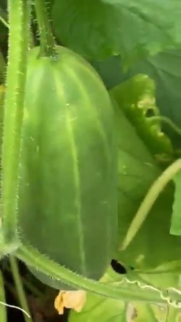 Small  cucumber.