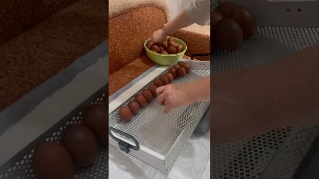 Укладка инкубационного яйца в лоток