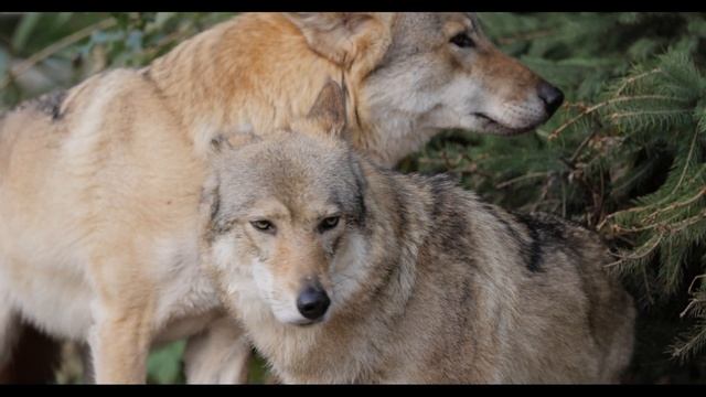 Awesome Wolves | Classical Music | 4K
